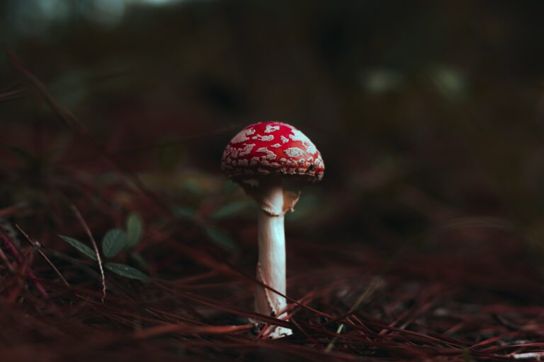 Enigma Mushroom: 5 Astonishing Facts You Didn’t Know